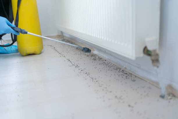 Best Rat Extermination Near Me  in Sunnyside Tahoe City, CA